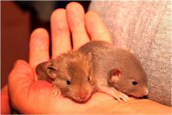 夢到了和別人在櫻桃樹上比賽是啥預兆_周公解夢官網