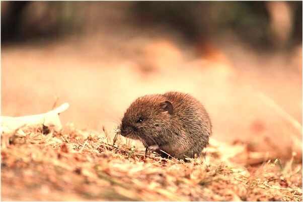 夢到別人賣魚自己看是好事還是壞事_周公解夢官網