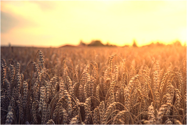 夢到了餐桌上的螃蟹突然活了咬我有什麼意思_周公解夢官網