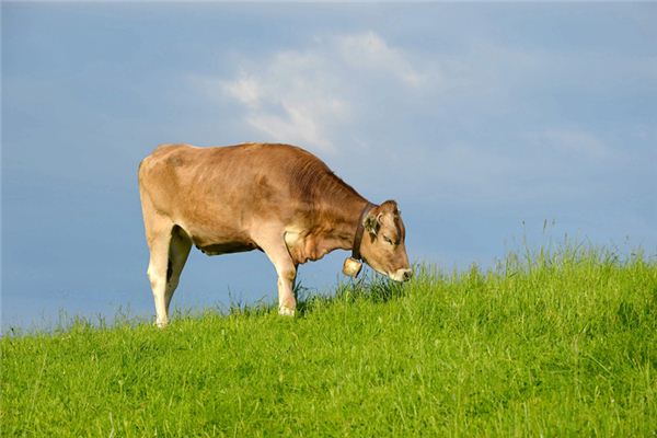 1997年屬什麼？_十二生肖