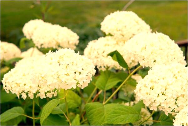 夢到了和女同事愛愛怎么樣_周公解夢官網