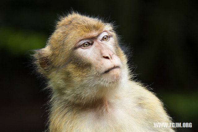 夢見金子掉色_周公解夢夢到金子掉色是什麼意思_做夢夢見金子掉色好不好_周公解夢官網