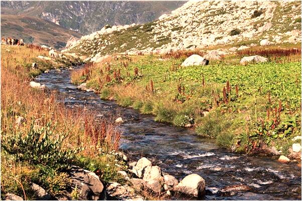 夢到了黃色和黑色的蛇是什麼意思？_周公解夢官網
