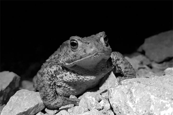 夢見黑蟾蜍啥意思_周公解夢