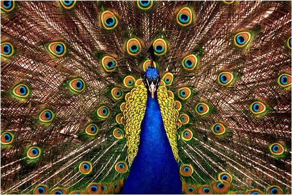 夢見自己的頭髮被老公拽掉是不是好的徵兆呢_周公解夢官網