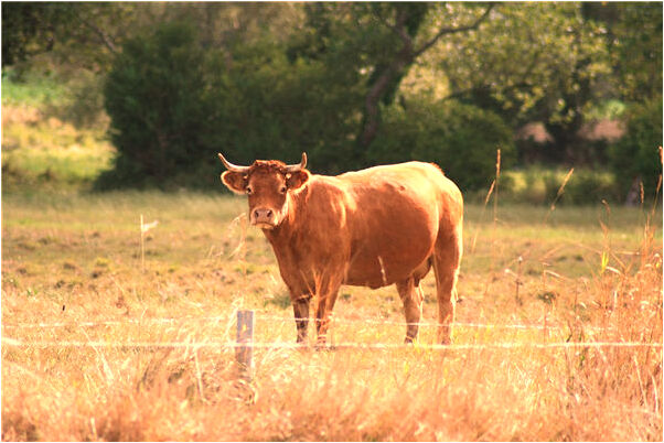 夢到了有人被自己踢入河中是什麼預兆？_周公解夢官網