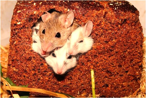 夢到了老公用挖掘機修路是什麼兆頭_周公解夢官網