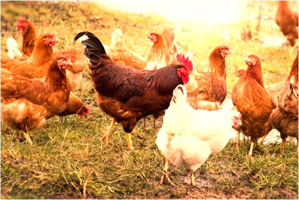 夢見父親嘴巴吐白泡泡意味著什麼_周公解夢官網