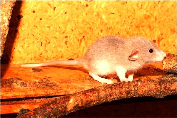 夢到了老爸穿白襯衣是什麼徵兆_周公解夢官網