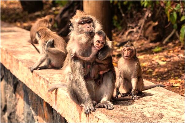 夢到了媽媽被關近監獄有什麼預兆_周公解夢官網
