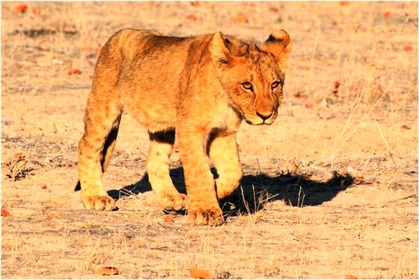 夢見楊哲豪是什麼預兆_周公解夢官網