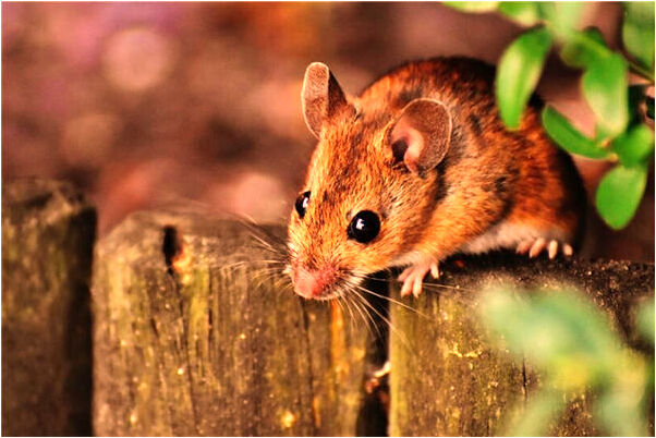 夢到夢扎頭髮是好的徵兆嗎_周公解夢官網