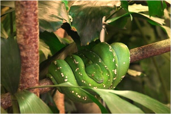 夢到了爸媽被車撞是咋回事_周公解夢官網