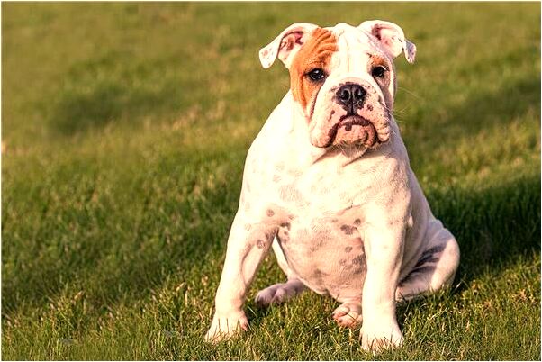 夢到買大客車啥意思_周公解夢官網