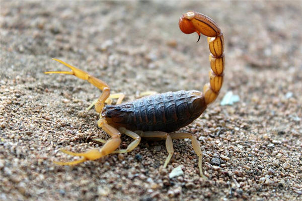 夢見抓蠍子是什麼意思_周公解夢