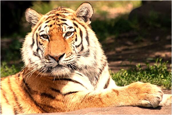 夢見去世的人活了有什麼說法_周公解夢官網