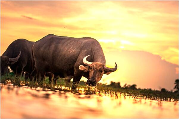 夢到了抓住鴨子有什麼意思嗎_周公解夢官網