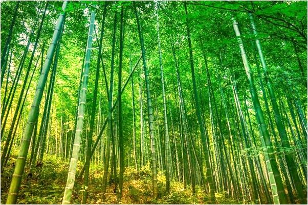 夢到拾蘿蔔又扔了代表著什麼？_周公解夢官網