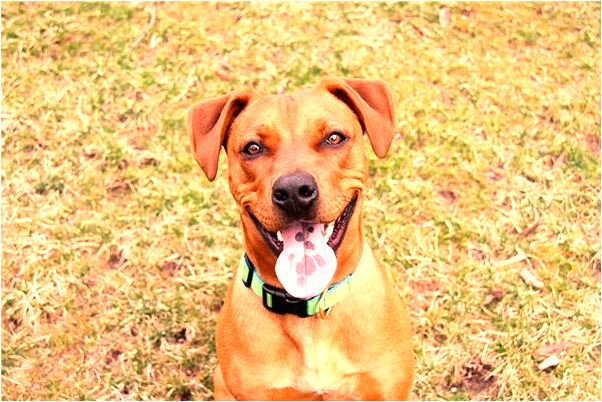 夢到自己買了條褲子是什麼徵兆_周公解夢官網