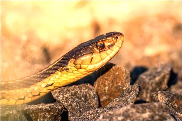 夢到人死渾身濕透回來是什麼兆頭_周公解夢官網