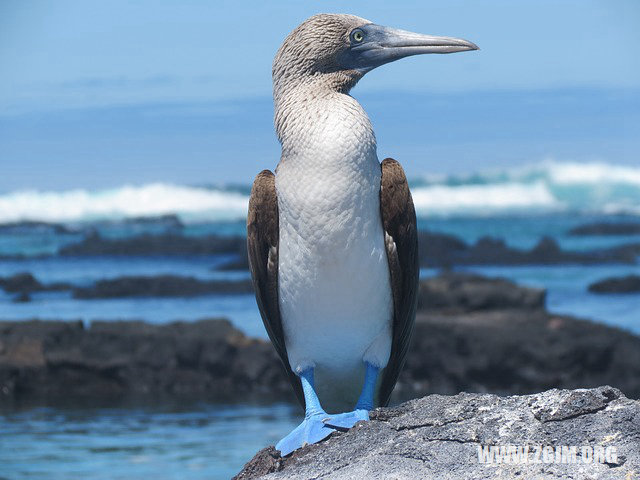 夢見樹上結滿各種水果_周公解夢夢到樹上結滿各種水果是什麼意思_做夢夢見樹上結滿各種水果好不好_周公解夢官網