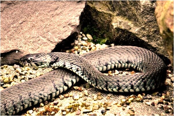 夢到自己搞農業怎么樣_周公解夢官網