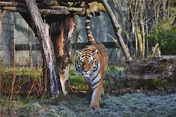 屬虎的年齡和性格特徵_十二生肖