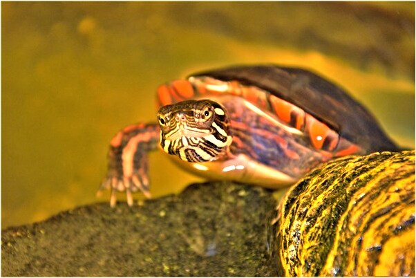 夢到了自己想念別人是凶兆還是吉兆_周公解夢官網