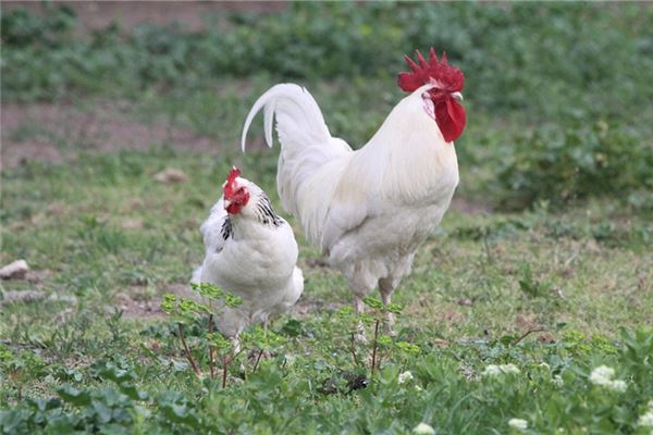 屬雞1957年今年多大_十二生肖