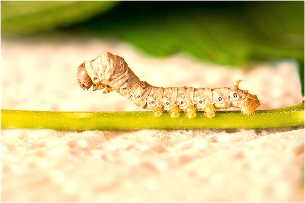 夢到自己差點發生火災了意味什麼_周公解夢官網