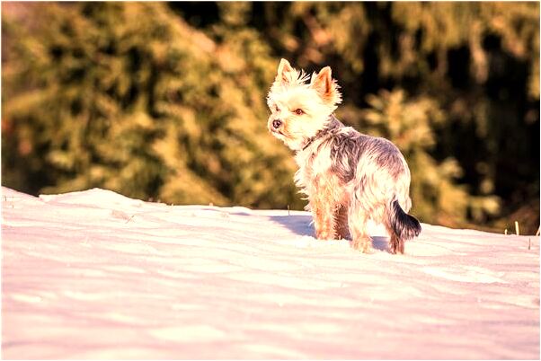 夢見隨地小便被罵是凶兆還是吉兆_周公解夢官網