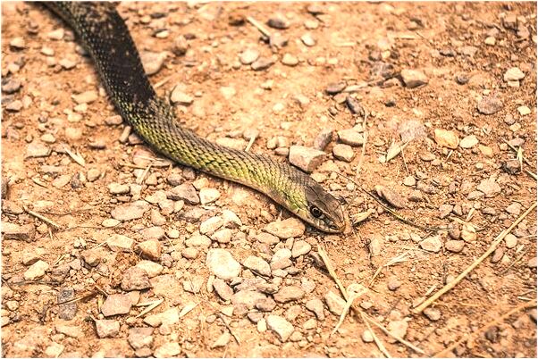 夢到一個人去一個陌生國家代表著什麼_周公解夢官網
