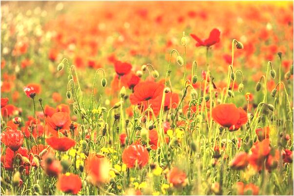 夢見老師來訪怎么樣_周公解夢官網