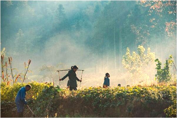 夢見熏雞活了好不好_周公解夢官網