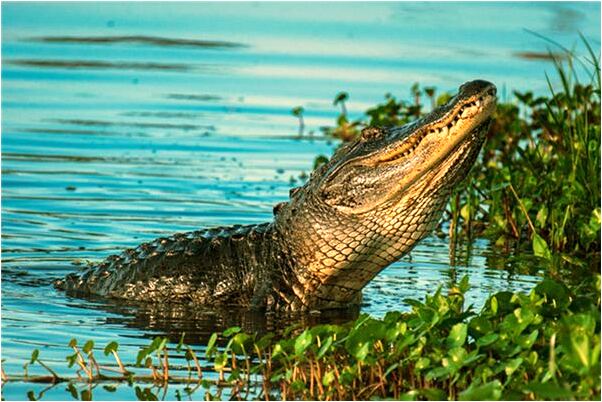 夢到像蛇的東西嘴裡咬著白紙是什麼意思？_周公解夢官網