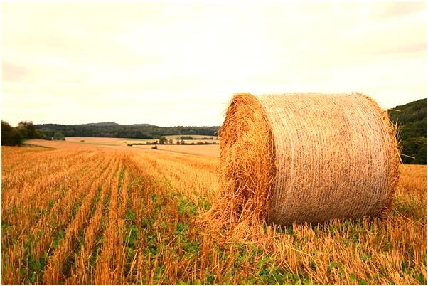 夢到犯罪被警察追是什麼預兆？_周公解夢官網