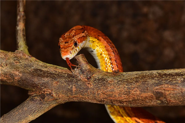 夢見粉色的蛇是什麼意思_周公解夢