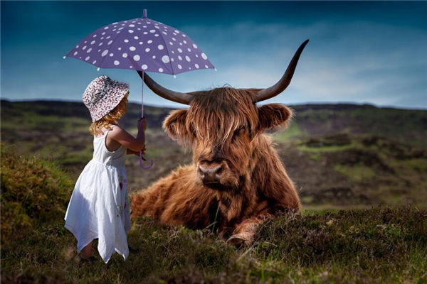 屬相牛的性格特質_十二生肖