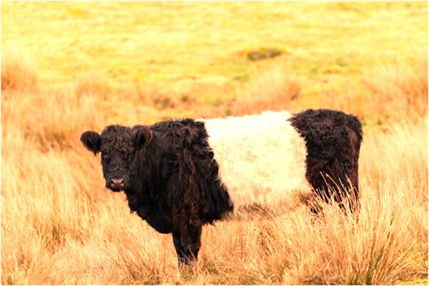 夢見和女兒一起好餓上樓吃餅預示什麼_周公解夢官網