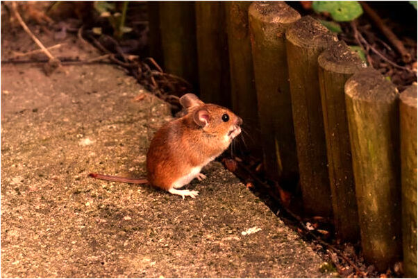 夢見歐陽浩霖是好是壞_周公解夢官網