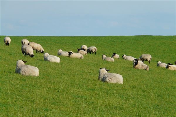 1955年屬什麼_十二生肖