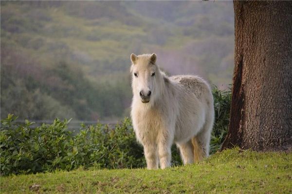 生肖馬2021年年齡適合屬相_十二生肖