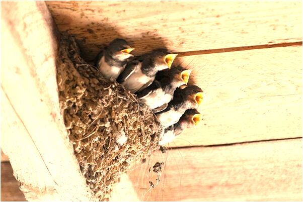 夢到了指甲斷了又長出新的了是好事還是壞事_周公解夢官網