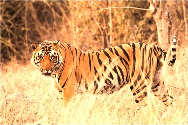 夢到健美操訓練意味著什麼_周公解夢官網