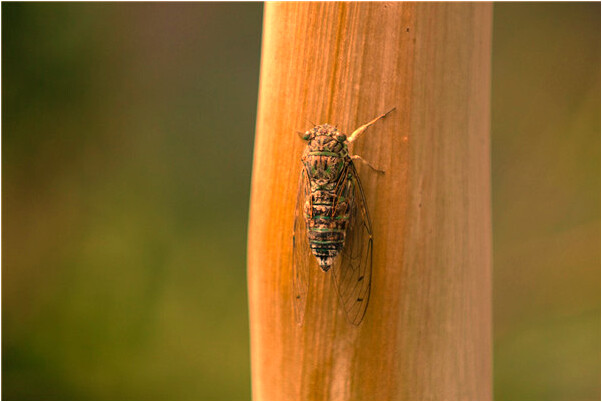 夢見一隻大黃烏龜在魚缸里游是什麼兆頭_周公解夢官網