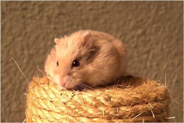 夢到爸爸生病去世了有什麼寓意嗎_周公解夢官網