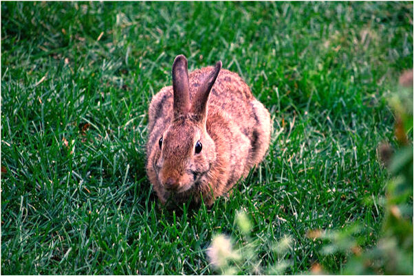 夢見天上的龍代表著什麼?_周公解夢官網