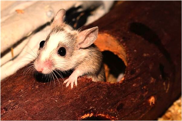 夢到穿警察衣服代表什麼_周公解夢官網