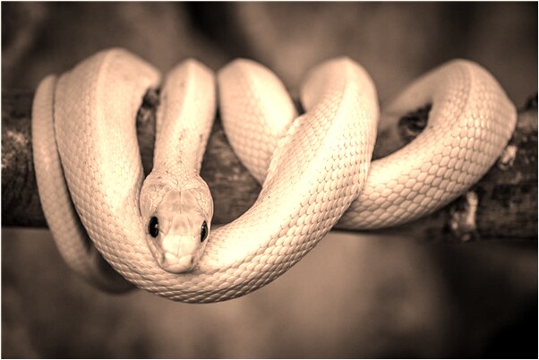 夢到吃紅棗吃蘋果有什麼徵兆_周公解夢官網