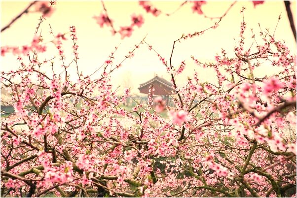 夢見兒子走失是怎么回事_周公解夢官網